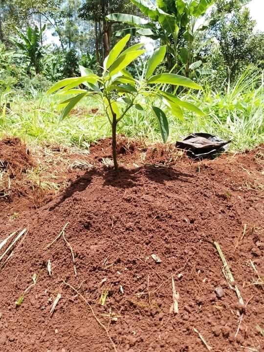 B4D Biochar Production