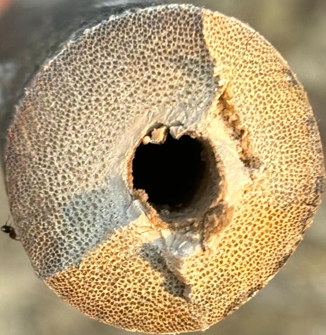 B4D Biochar Production