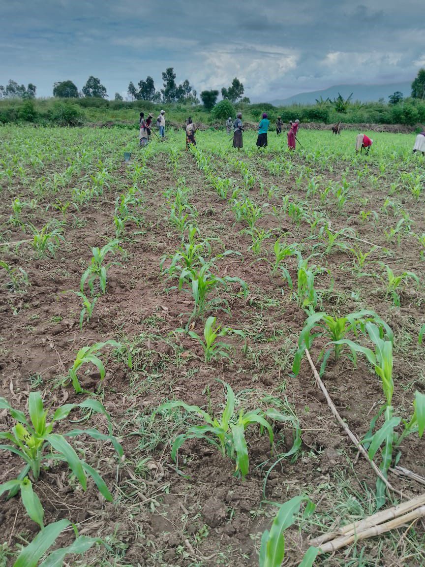 Maize and Soybean cultivation