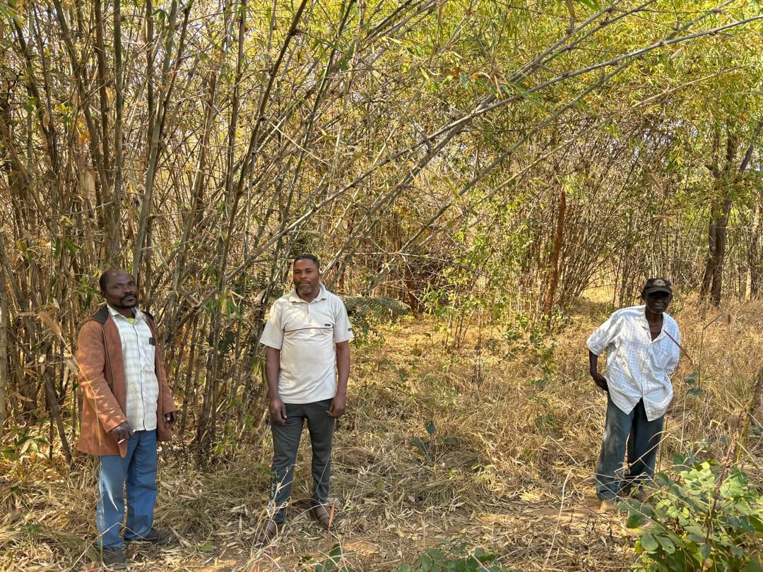 Bamboo Shimbala regeneration project